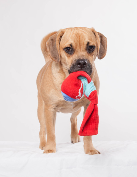 DIY pet holiday gifts